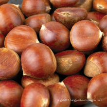 New Crop Organic Bulk Fresh Chestnuts for sale